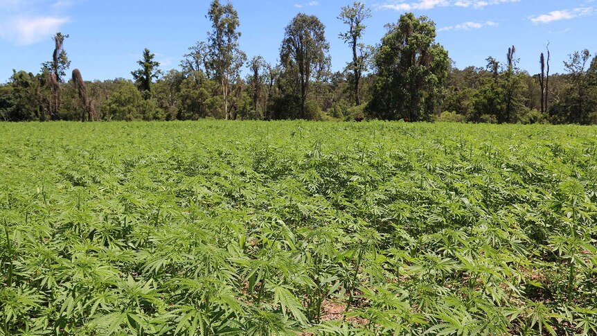 A wide shot of one of Hemp Farms Australia's first commercial crops of hemp in south-east Queensland.