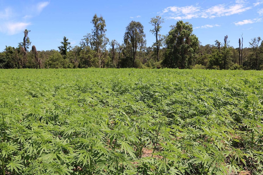 A field of hemp plants.