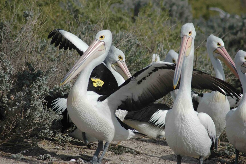 Pelicans are tagged to monitor their survival and travels.