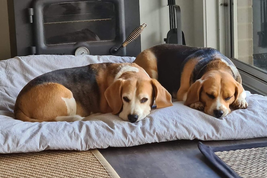 Two dogs lying on carpet