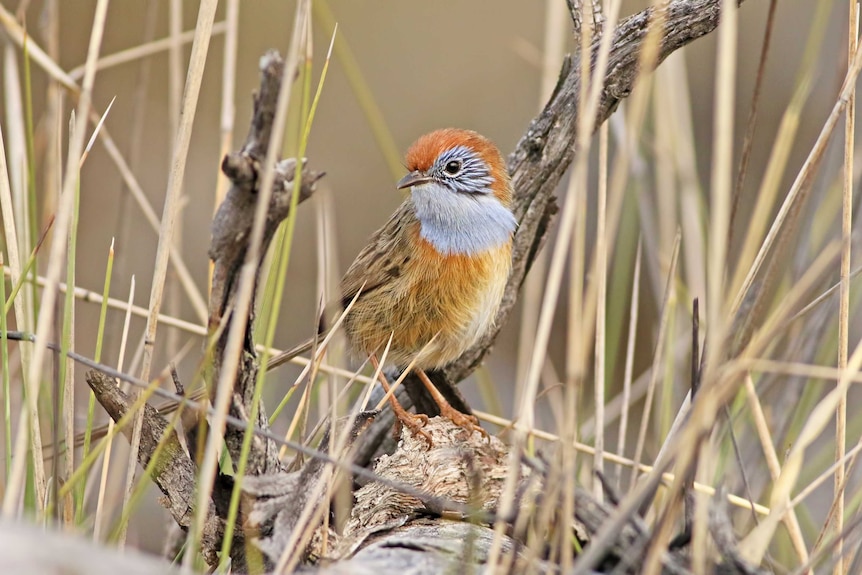 Image of Mallee emu wren