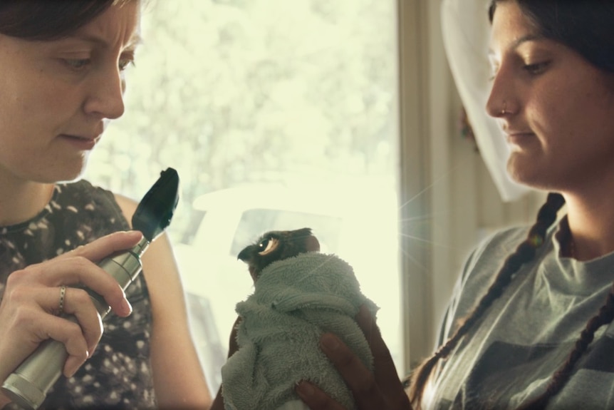 A woman shines a light into the eye of a bird that is wrapped in a towel and being held by another woman.