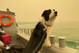 A dog on a boat looking out to the ocean.