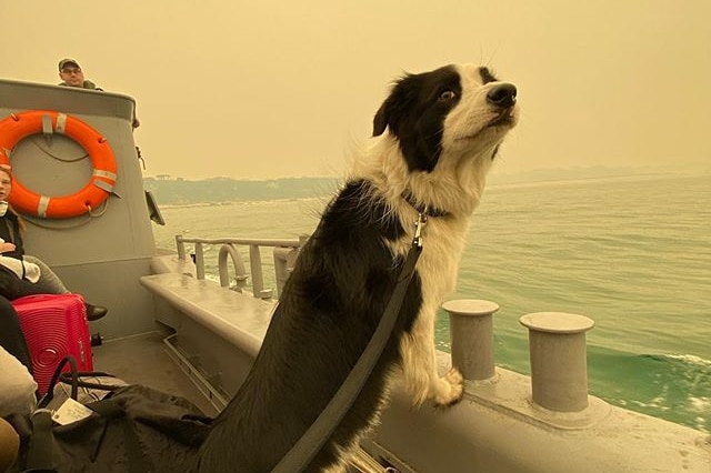 A dog on a boat looking out to the ocean.