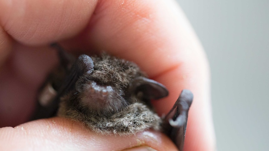 A hairy, piggy little face as big as a human thumbnail is seen, the bat is so fluffy the eyes are covered.