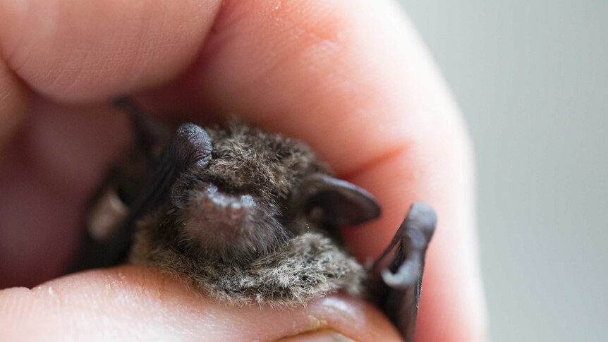 A hairy, piggy little face as big as a human thumbnail is seen, the bat is so fluffy the eyes are covered.