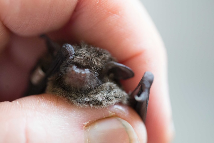 A Large Forest Bat in the hand