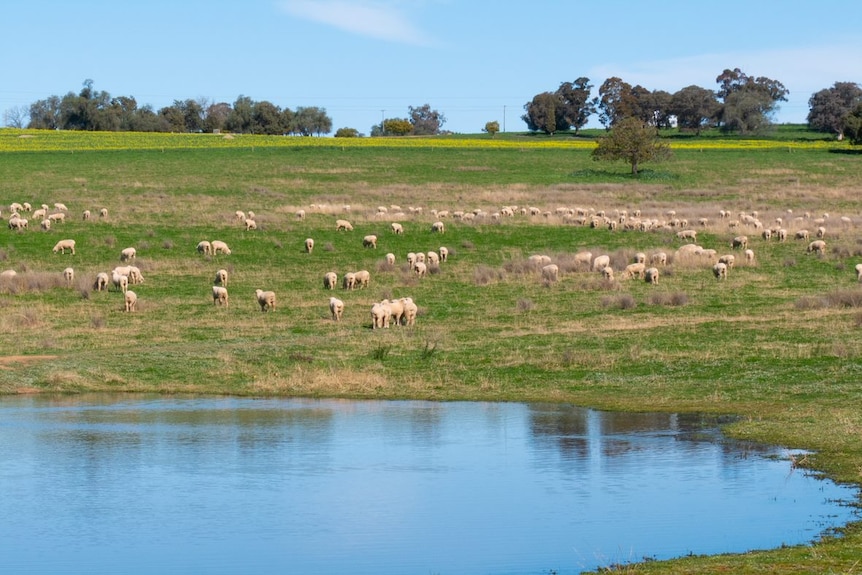 Sheep grazing on green paddocks with a large pool of water in the foreground.