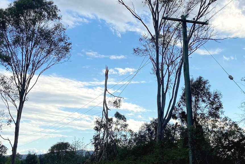 A tree branch hanging from power lines