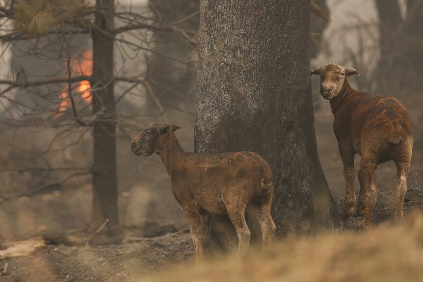 Two burnt sheep next to a tree