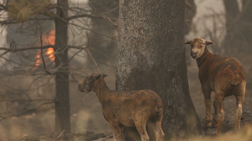 Two burnt sheep next to a tree