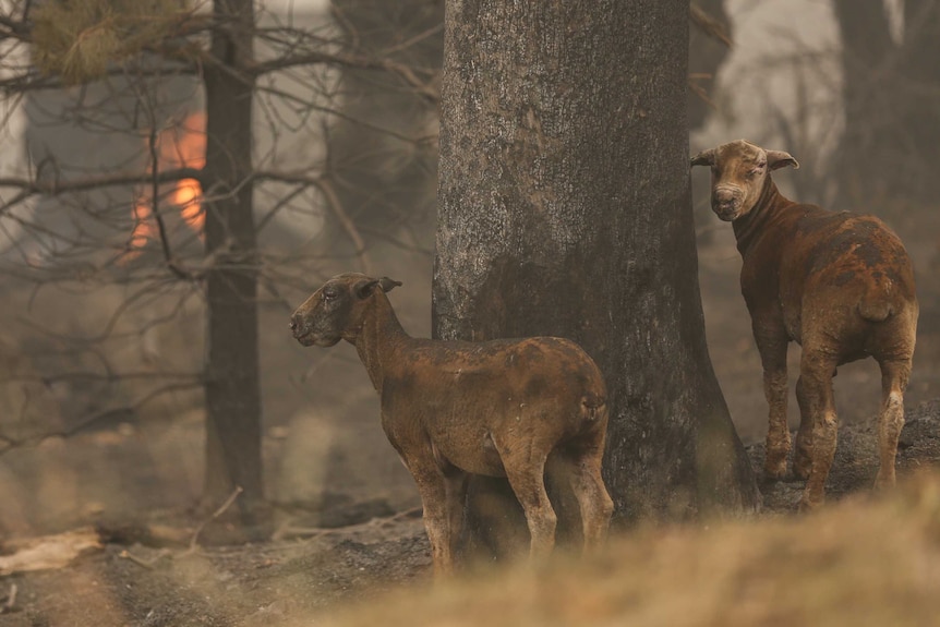 Two burnt sheep next to a tree