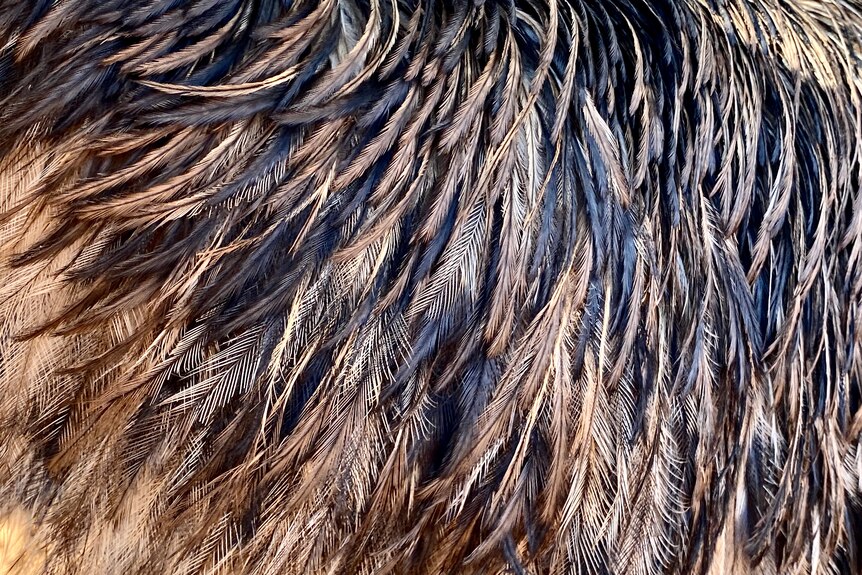 A close-up of black and brown emu feathers on the body of an emu