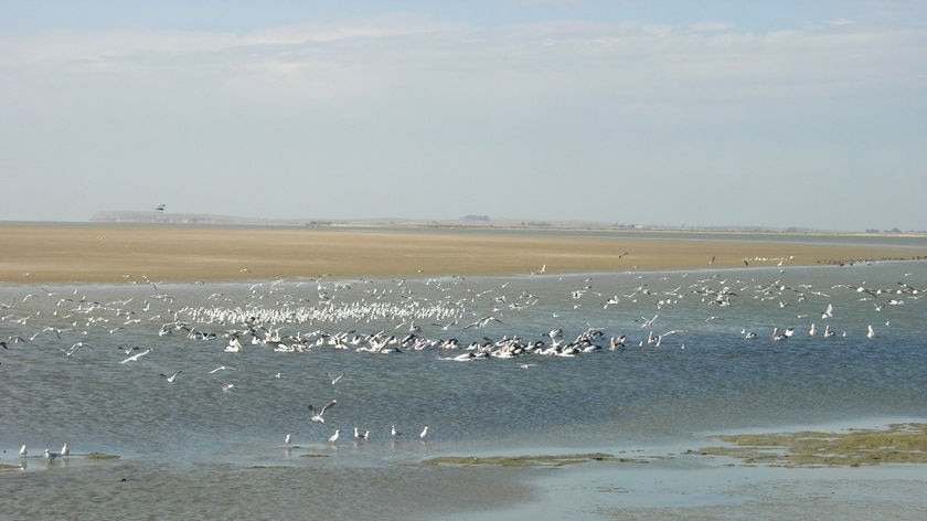 Malcolm Turnbull inspects lower lakes (file photo)