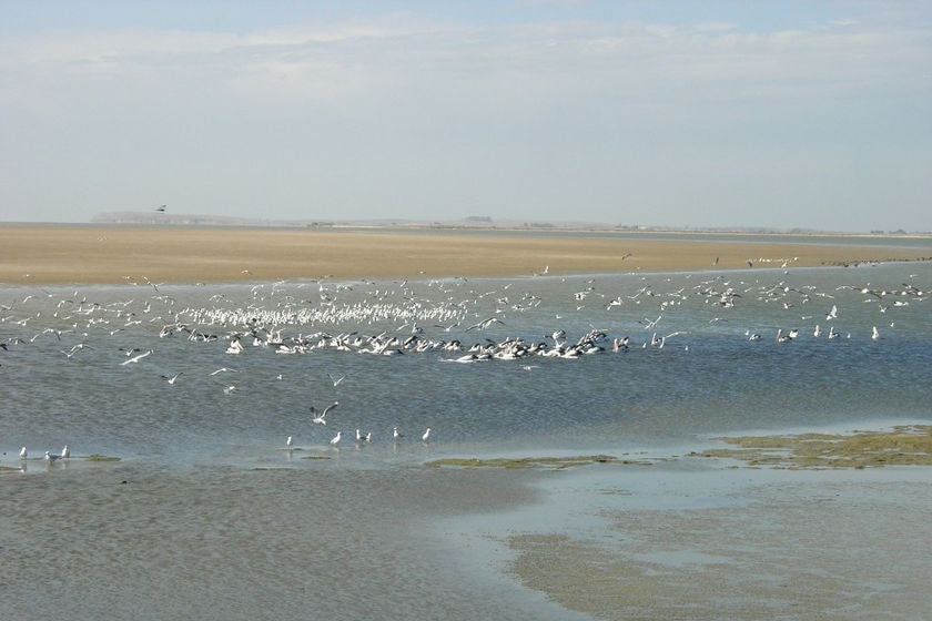 Lake Alexandrina at Tauwitchere Barrage SA