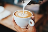 A person pouring coffee and milk into a white coffee cup to make latte art.