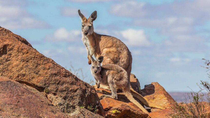 A wallaby and joey stand on rocks under a cloudy blue sky.
