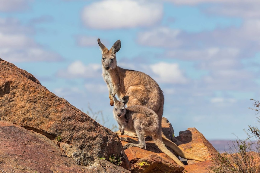A wallaby and joey stand on rocks under a cloudy blue sky.