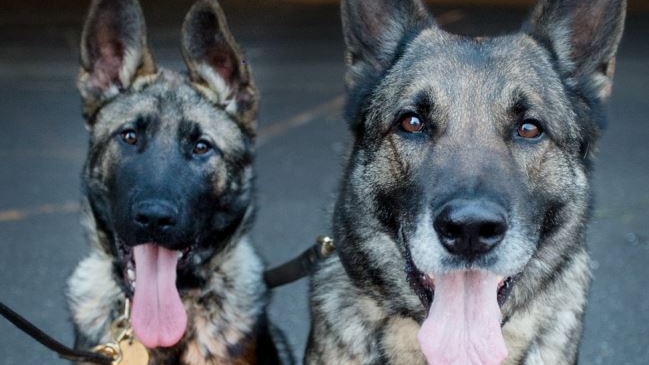 Two German Shepherd police dogs with their tongues out.