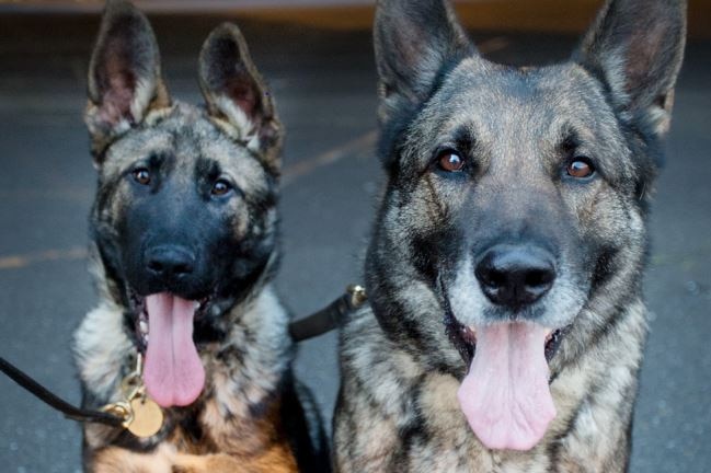 Two German Shepherd police dogs with their tongues out.