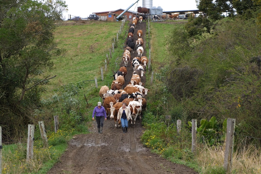 Two women walking on dirt road in front of more than 100 multicoloured dairy cows. 