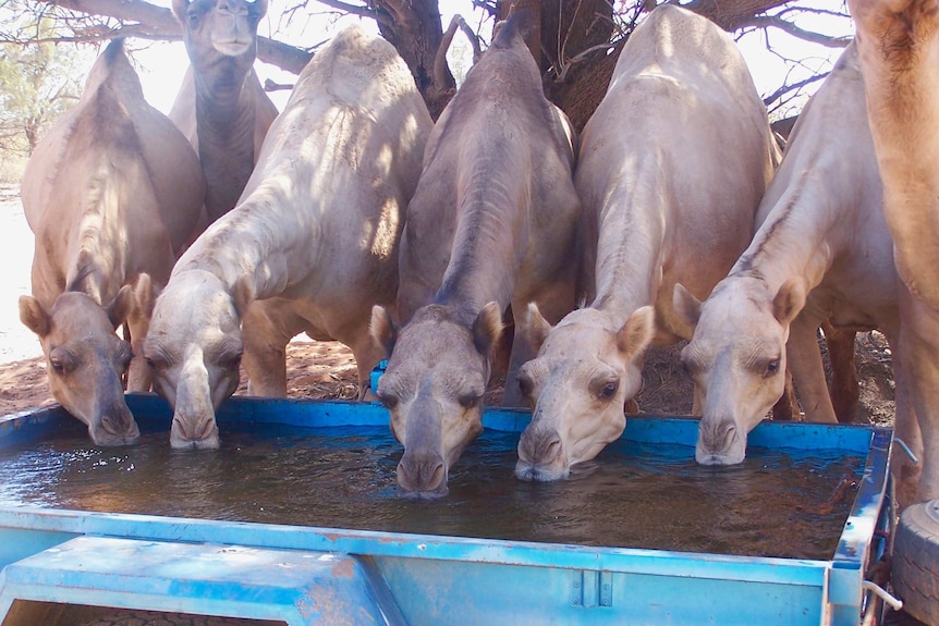 Five camels drink water from a blue box trailer