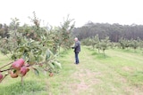 Stuart Douglass walks through his cider apple orchard in Denmark, Western Australia.