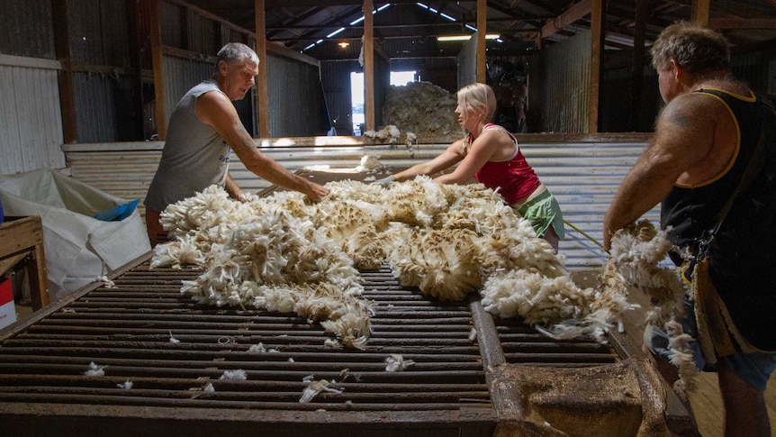 A man and a woman in a shearing shed lay out freshly-sheared wool fleece on a rustic wool classing table.