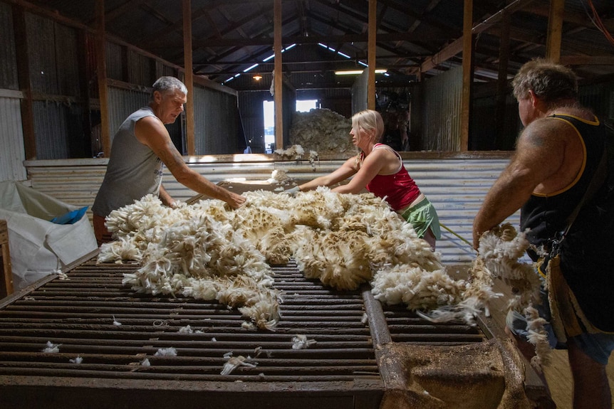 A man and a woman in a shearing shed lay out freshly-sheared wool fleece on a rustic wool classing table.