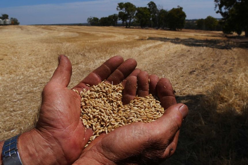 A cupped pair of hands in the foreground holding barley grains, in front of a harvested field.