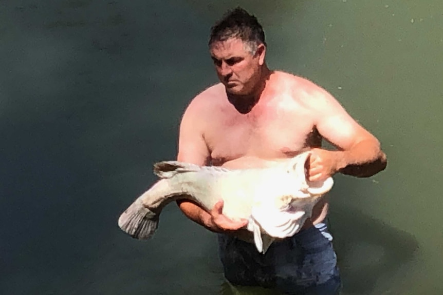 A shirtless man lifts a dead cod out of the water.
