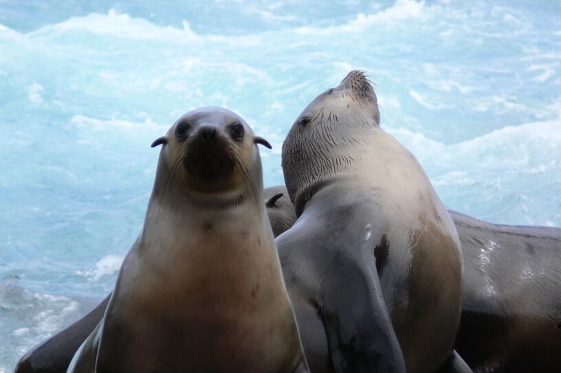 Australian fur seals from Kanowna Island in Bass Strait