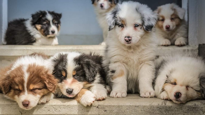 Australian Shepherd puppies sit in a line.