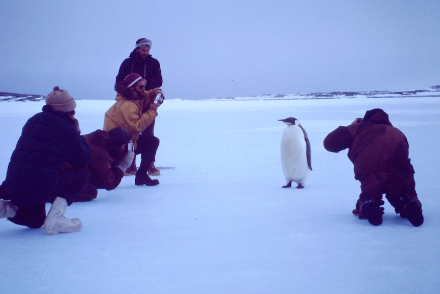 Emperor penguin at Casey Station, 1968