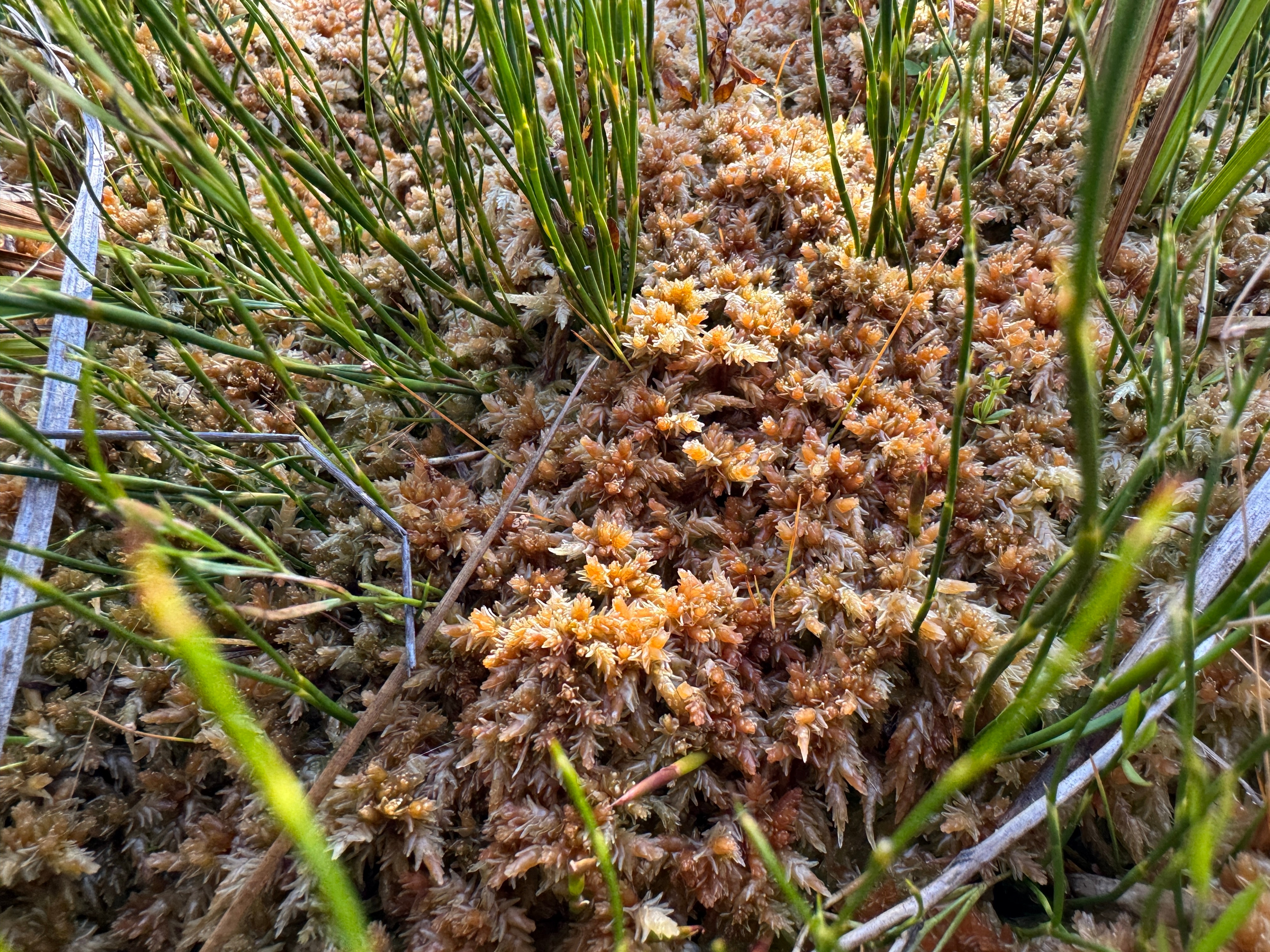 A close up of moss