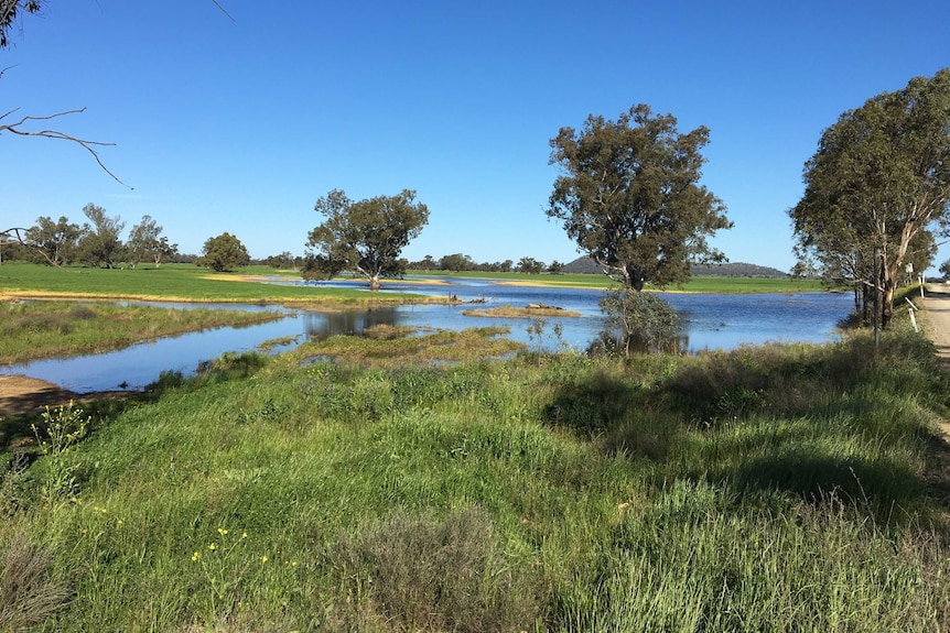 A green paddock partially underwater.