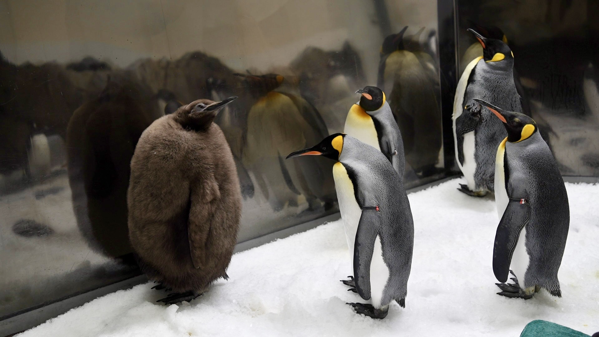 Pesto the penguin breaking new records as the summer slim-down begins ...