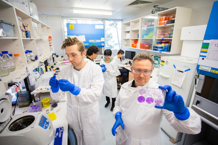 Изображение исследователей, держащих чашки Петри в белых халатах в лаборатории.