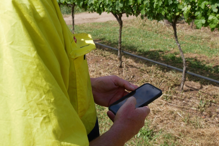 Close up of a man holding an iPhone in a winery. 