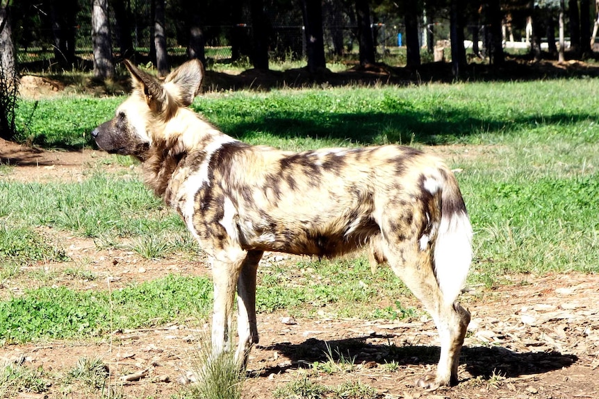 African painted dogs