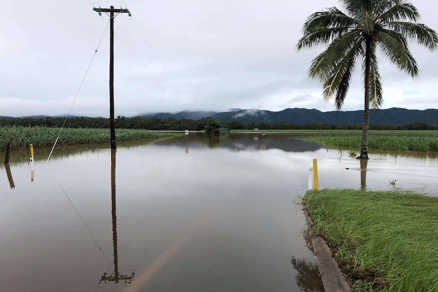 A flooded road next to a cane field at Lower Daintree.