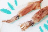 Two samples of loligo squid lying on bed of ice to depict how to prepare and cook squid.