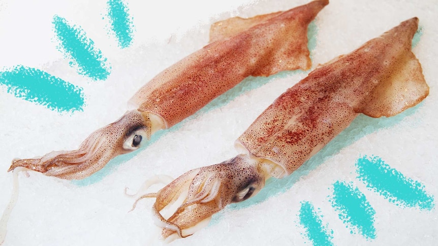 Two samples of loligo squid lying on bed of ice to depict how to prepare and cook squid.