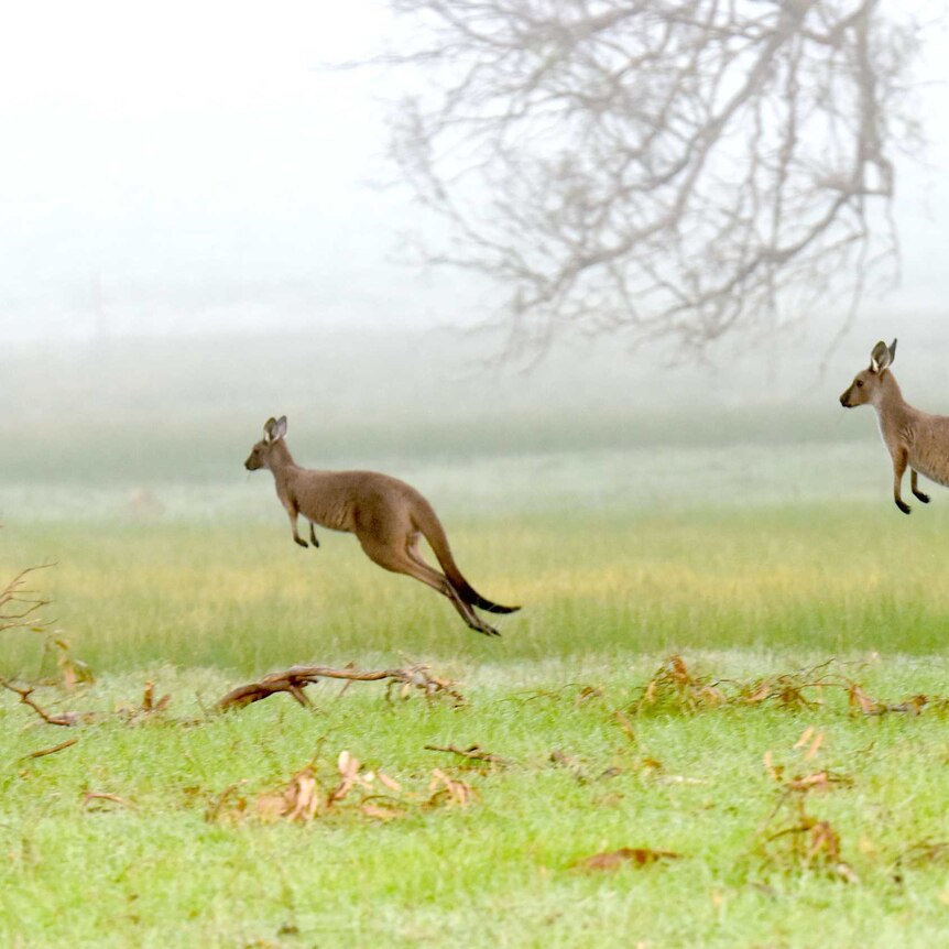 Two kangaroos hopping across grassland against misty background