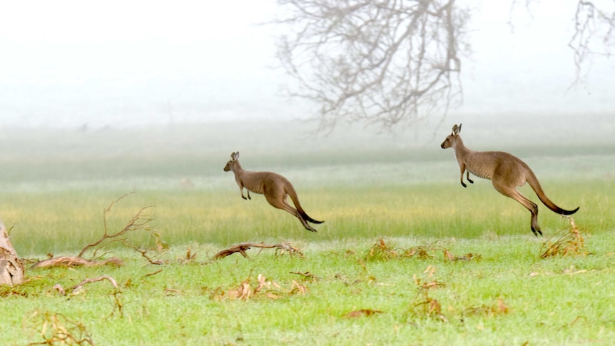 Two kangaroos hopping across grassland against misty background