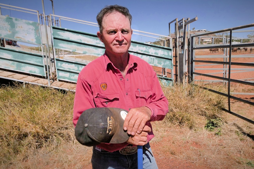 A man wearing a pink rodeo shirt stands in front of a cattle chute being used to unload bulls and steers at a rodeo