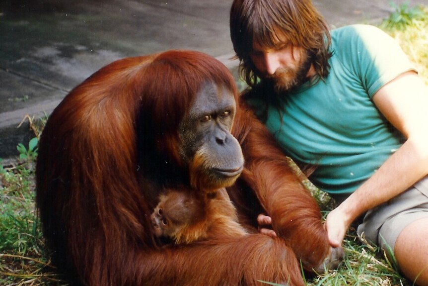 Leif Cocks with orangutans Puteri and Temara.
