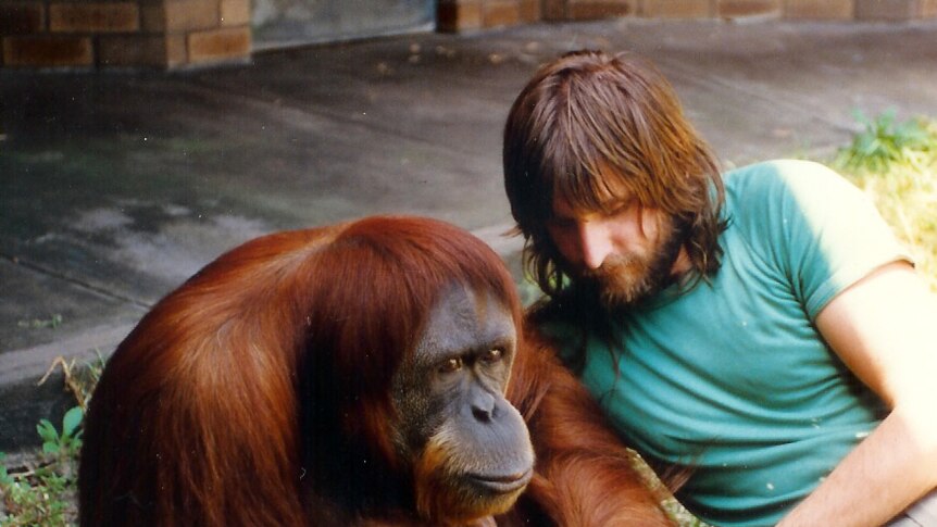 Leif Cocks with orangutans Puteri and Temara.