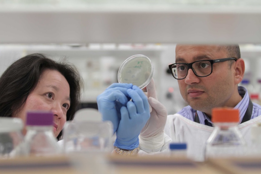 Two scientists in a lab look at a dish.