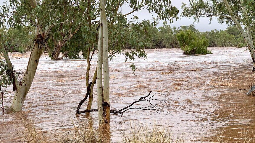 Fast-flowing floodwaters through trees into Cloncurry Dam, east of Mount Isa.